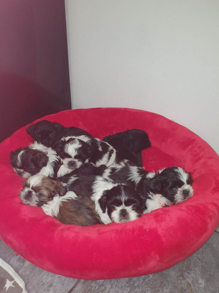 7 imperial shihtzu puppies, merthyr tydfil 