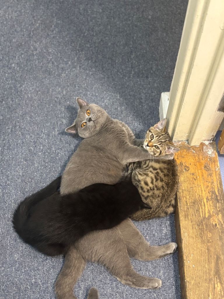 Kitten for sale ! URGENT!