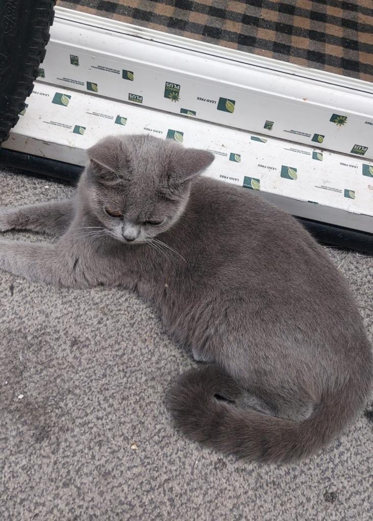 Female British Shorthair 