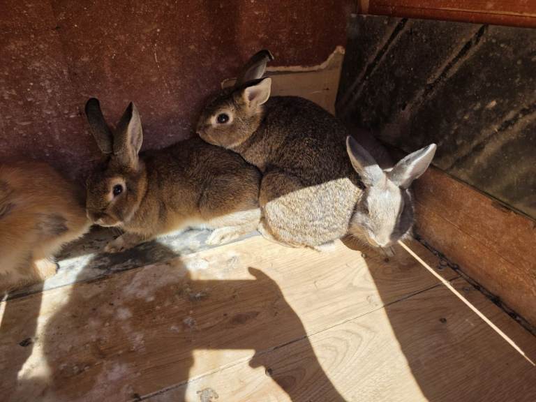 Outdoor rabbits 