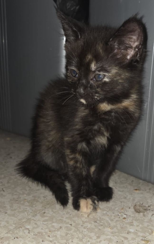 beautiful female kitten for sale 