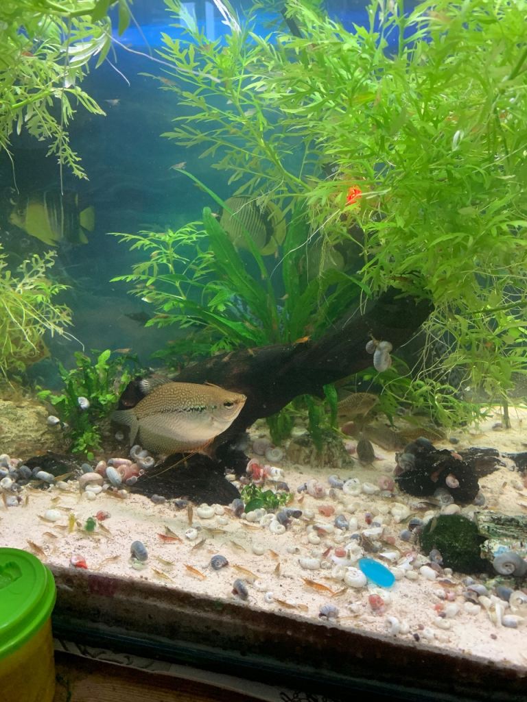 Fish, shrimp & snails different prices see below 