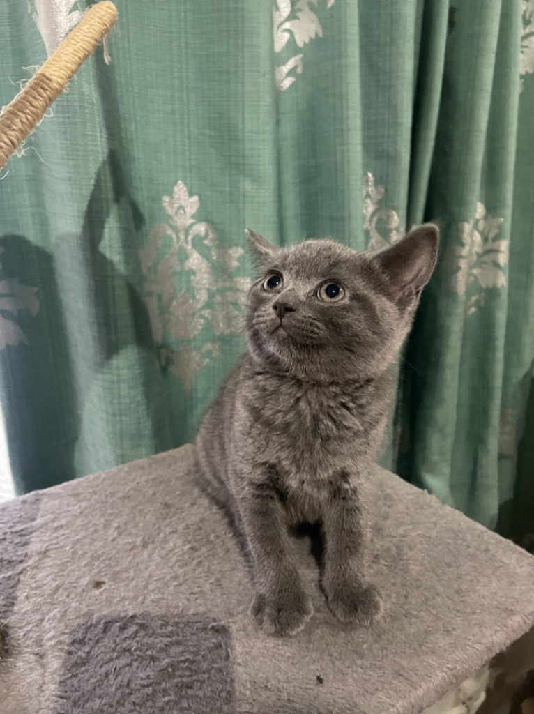 🐾 Beautiful Female British Shorthair Kitten Looking for a Loving Home 🐾