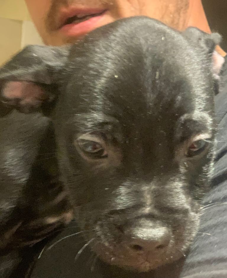 Staffy x Frenchie 