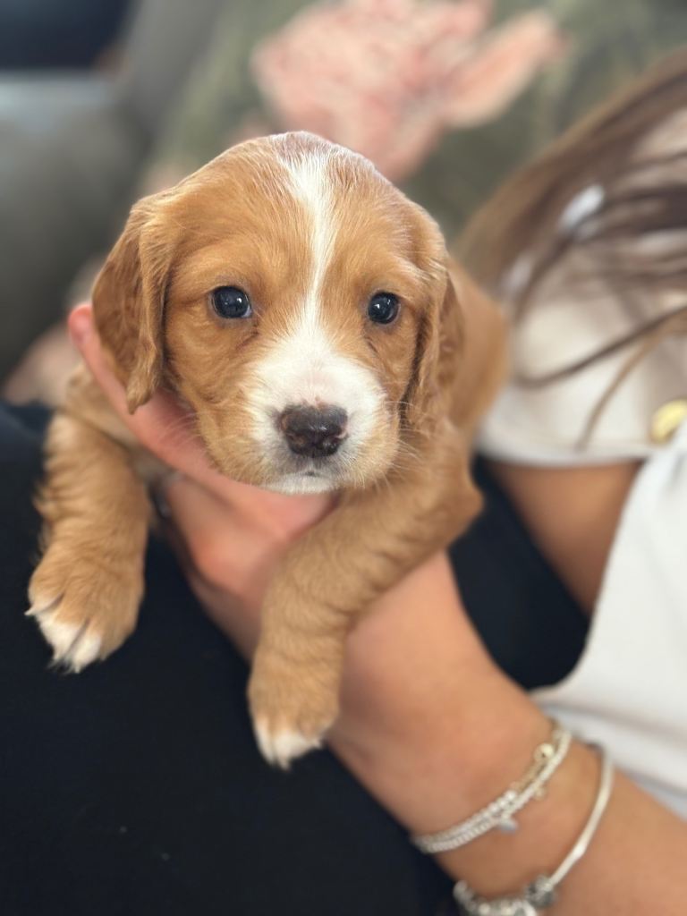  ALL SOLD  Bocker puppy - Beagle x Cocker Spaniel Puppies