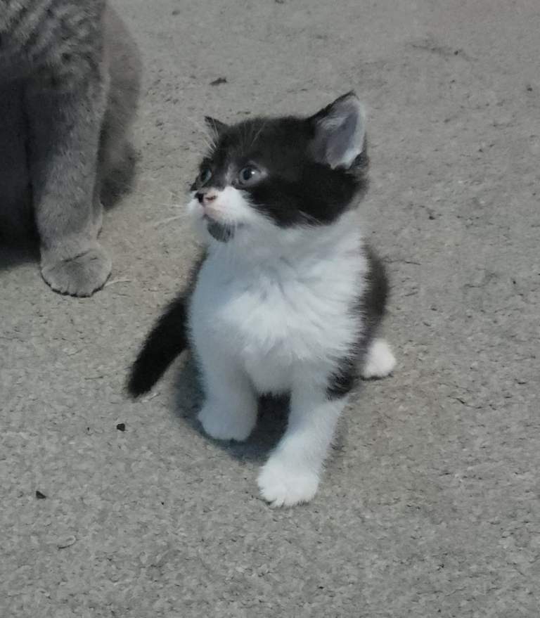 British Shorthair X kittens 2 left... READY TO LEAVE