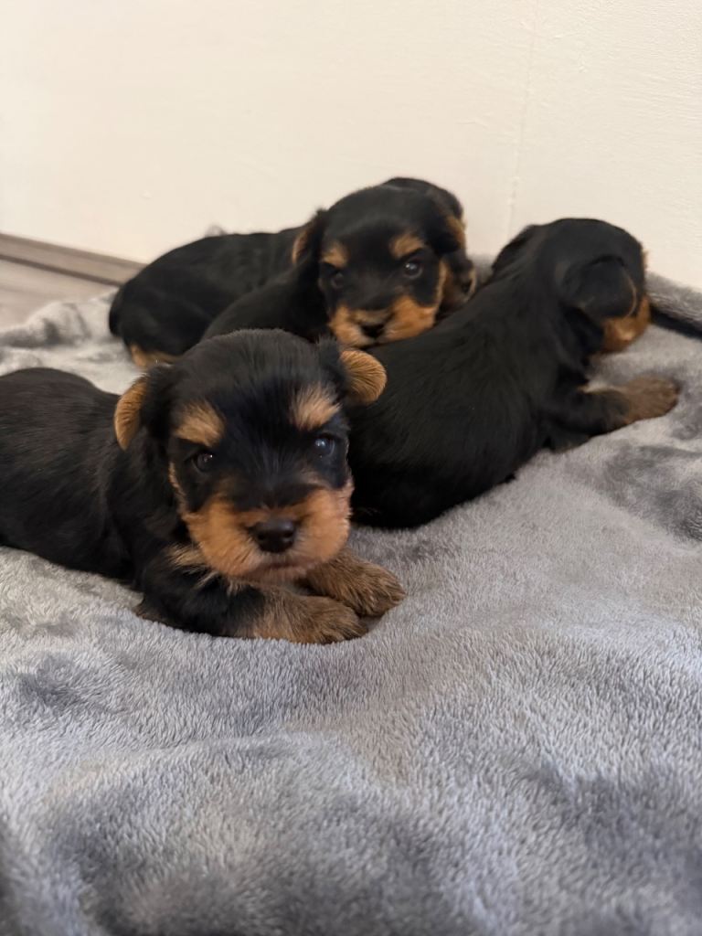 4 beautiful Yorkshire terrier puppy’s 