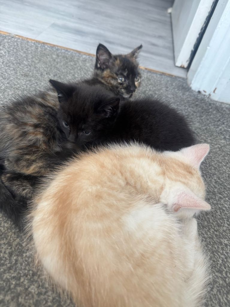 5 Beautiful Kittens Looking for Their Forever Homes
