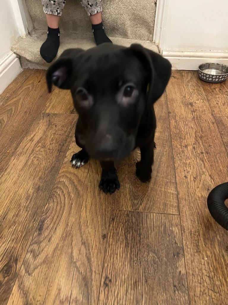 Labrador cross puppy