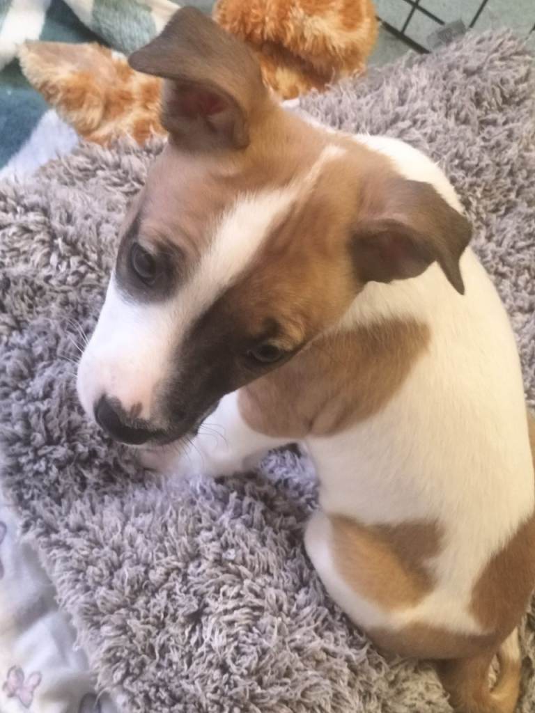 1 PUPPY LEFT READY TO LEAVE 