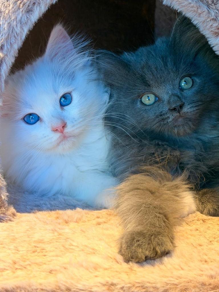 Beautiful Ragdoll x Persian kittens 