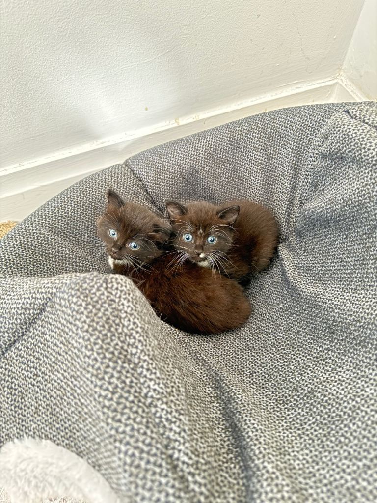 Adorable female tuxedo kittens 