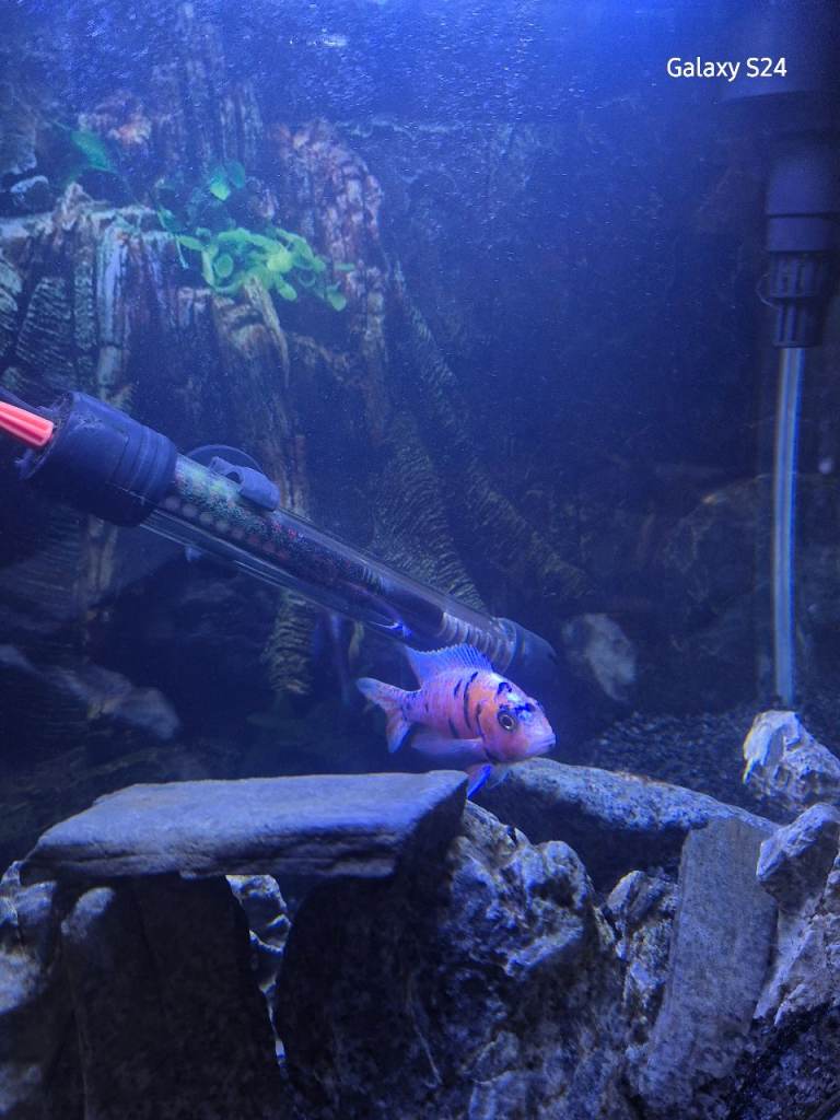 Malawi chiclids 