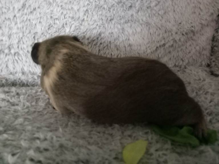 2 bonded boys ready now 