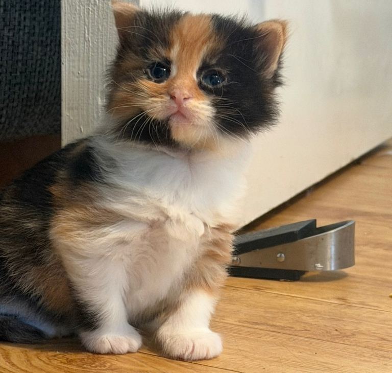 2 kittens ready to leave for their forever homes 