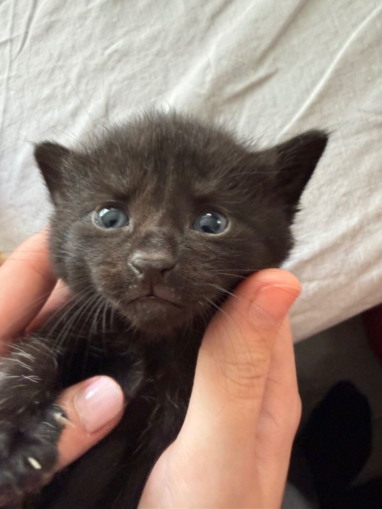 2 little black kittens for sale