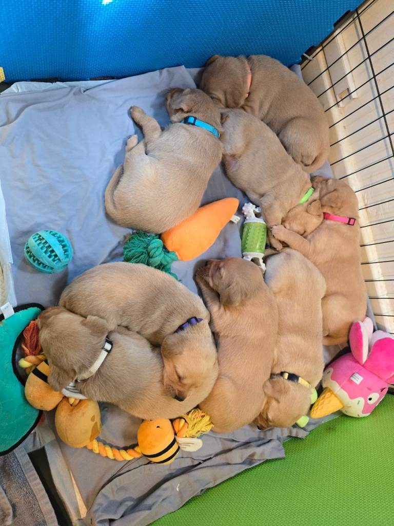 Labrador puppies 