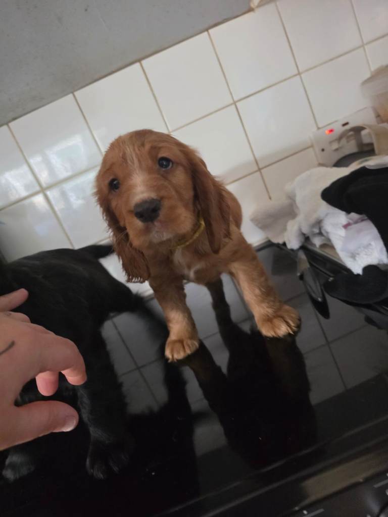 Last boy Cocker Spaniel puppy x | in Guildford, Surrey | Gumtree