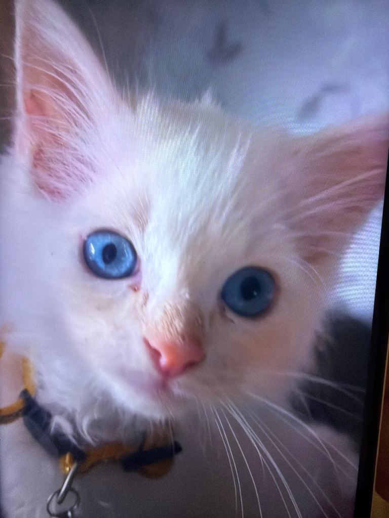 White Ragdoll kittens x4