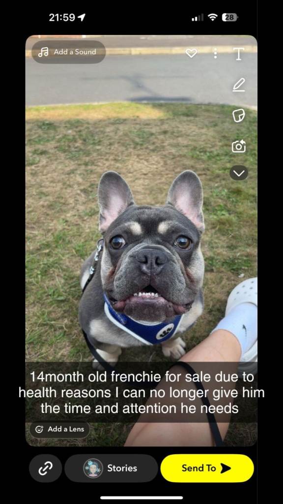 Frenchie for sale
