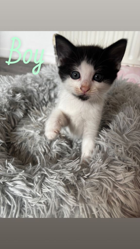 Ragdoll-cross kittens for sale 