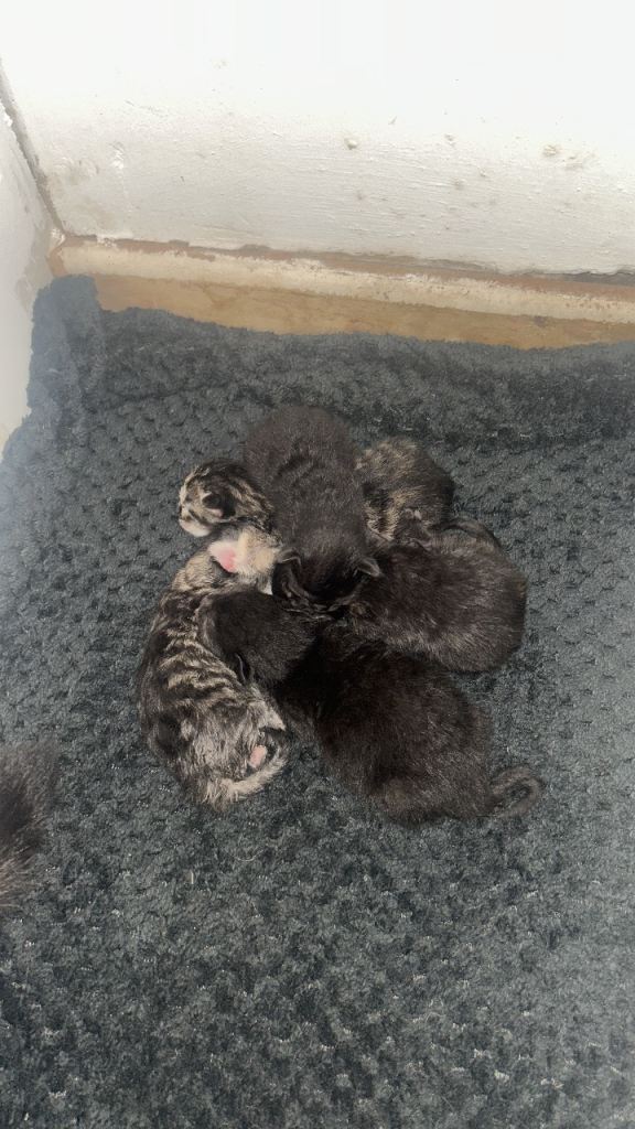 Beautiful Kittens Looking for forever homes 🐾
