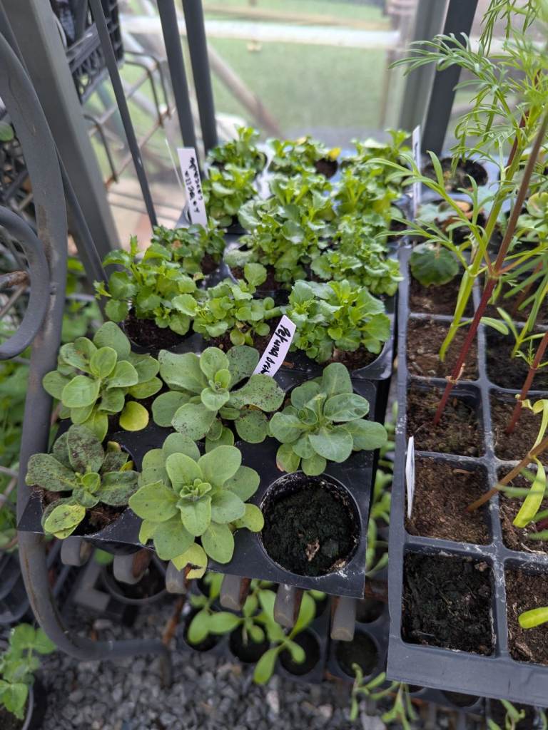 Plants for Sale