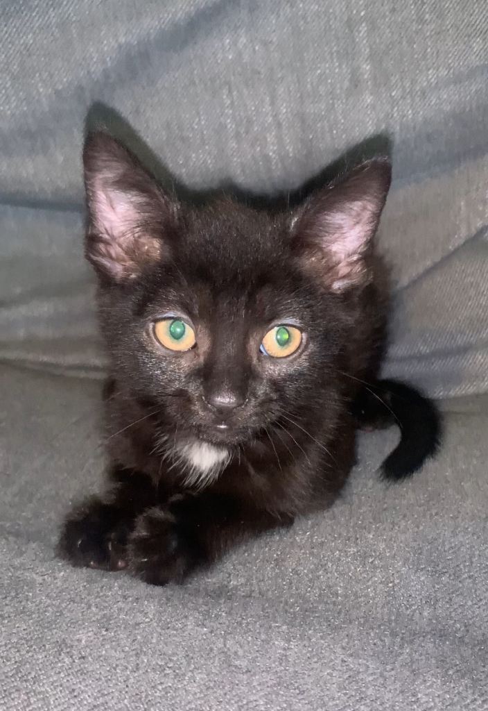 Two beautiful Boy kittens
