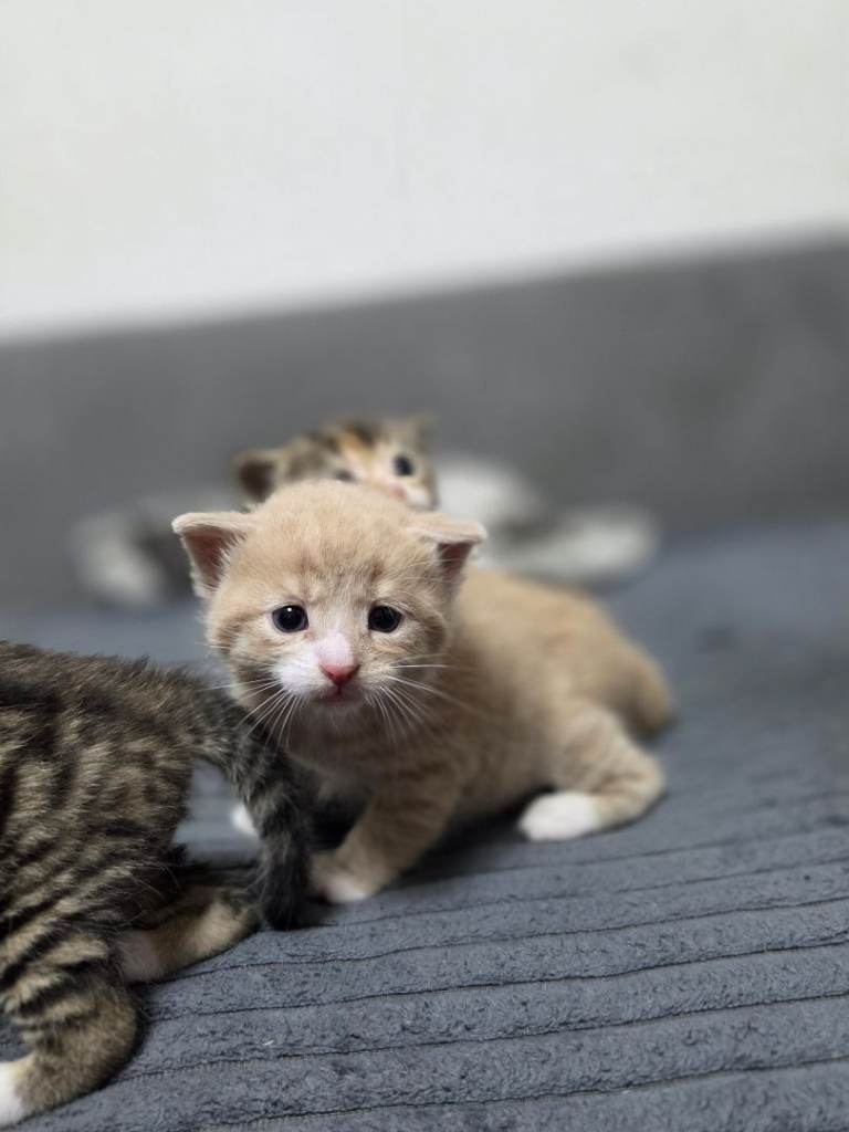 4 Adorable Kittens Ready for Their New Home 