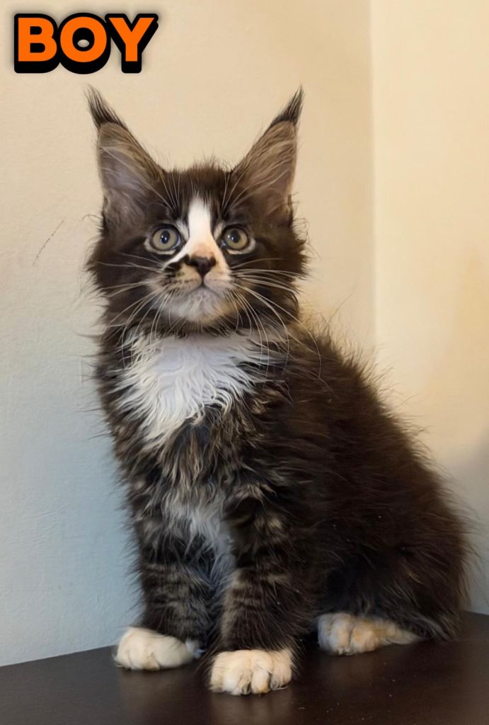 Beautiful purebred maine coon kittens