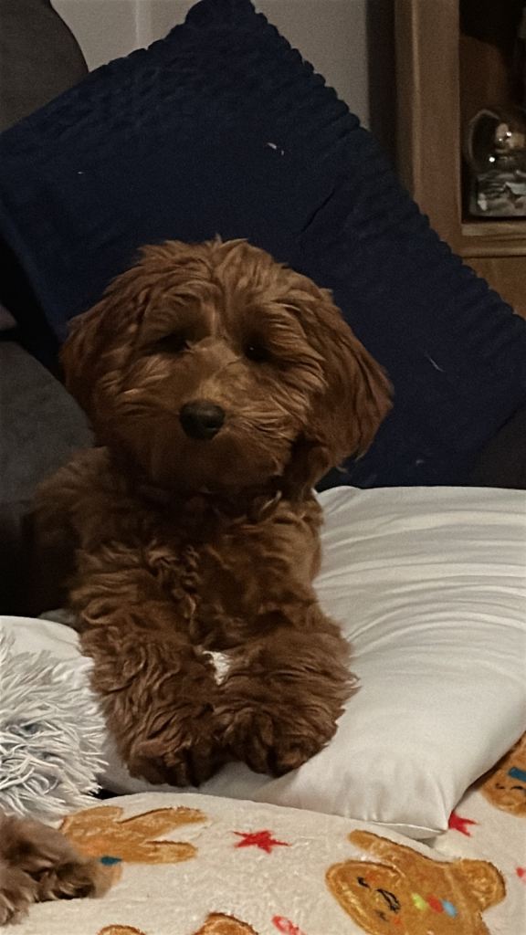 6 month female cockapoo