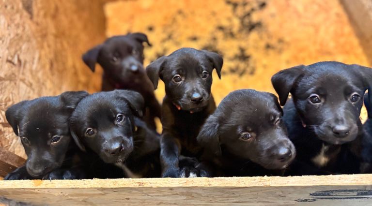 Labrador x Collie Pups - mixed litter 