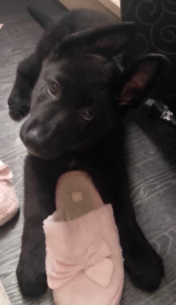 German Shepherd puppies, ONLY MALE LEFT