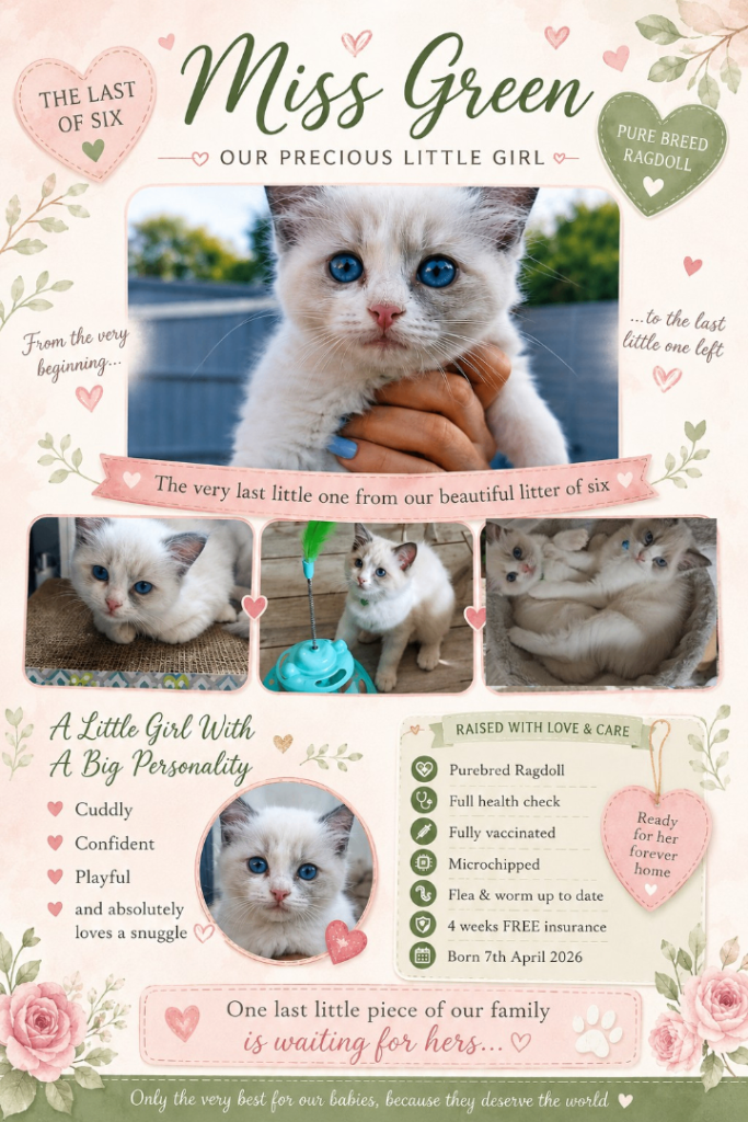 3 adorable Ragdoll Kittens