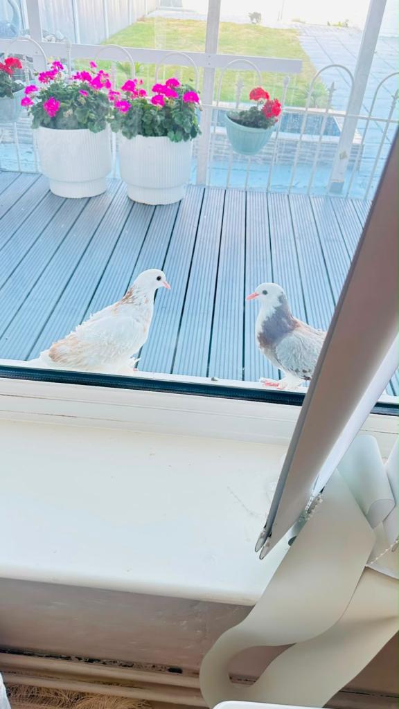 Pigeon 2 beautiful pigeons for sell at good price