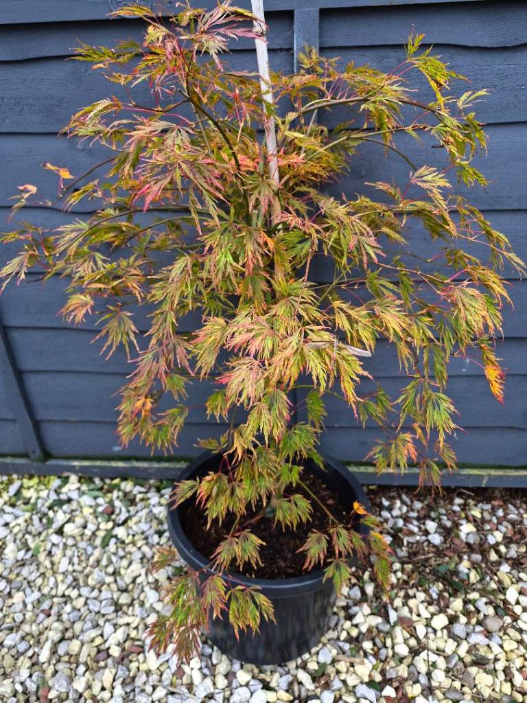 Japanese Maple Tree 