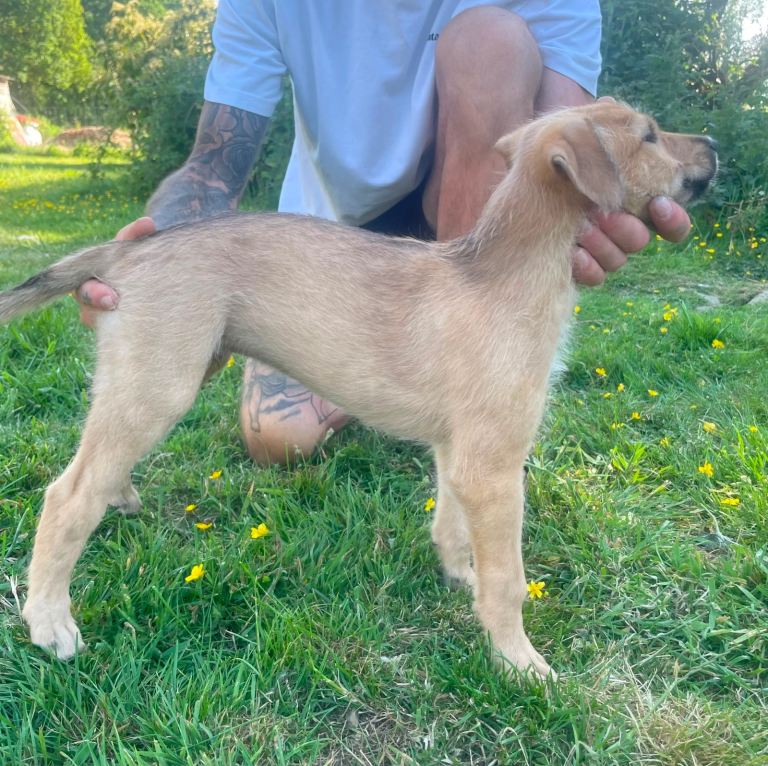 Lurcher pups 