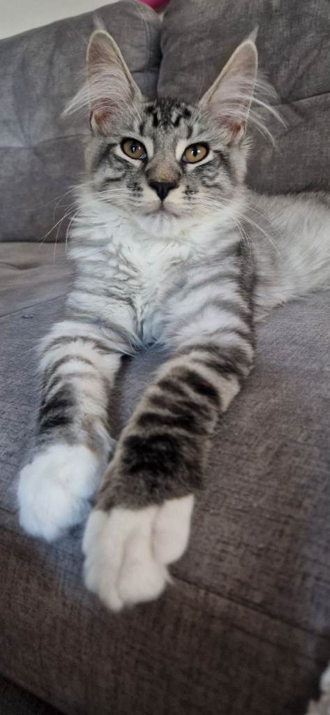 Last remaining Full Pedigree maine coon kitten tica registered 