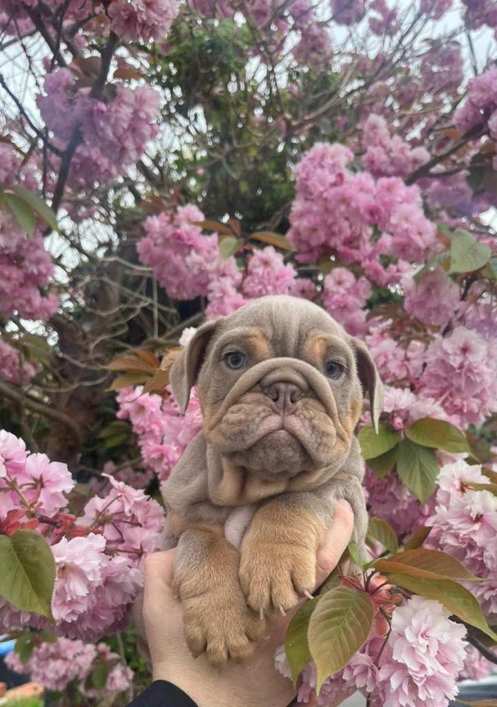 💙2 Male Lilac and Tan English Bulldog Puppies left 💙