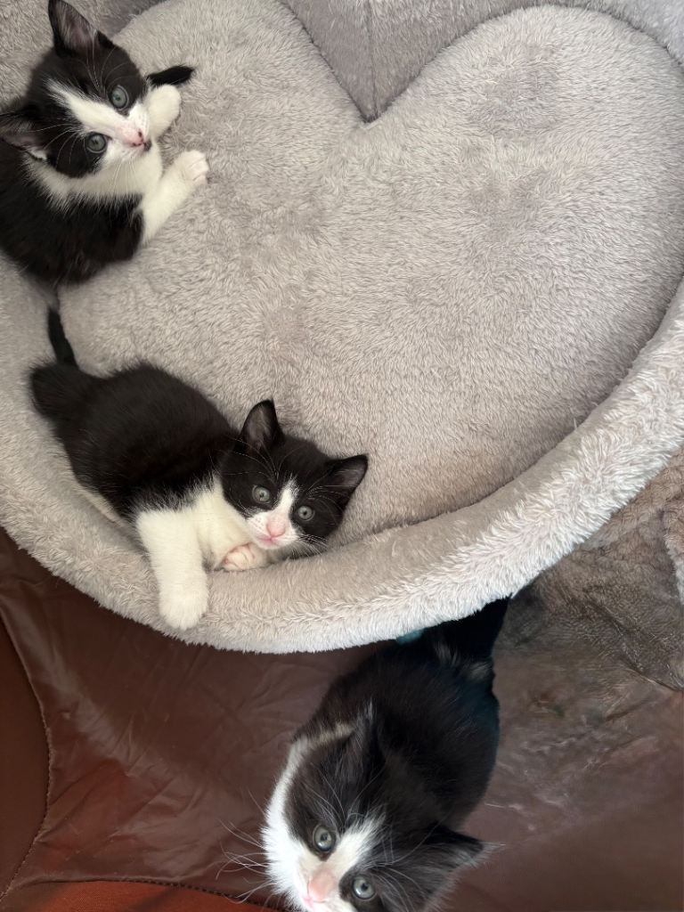 Kittens Black and white 