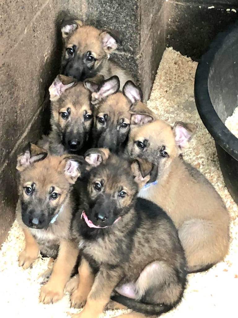 German Shepherd puppies for sale