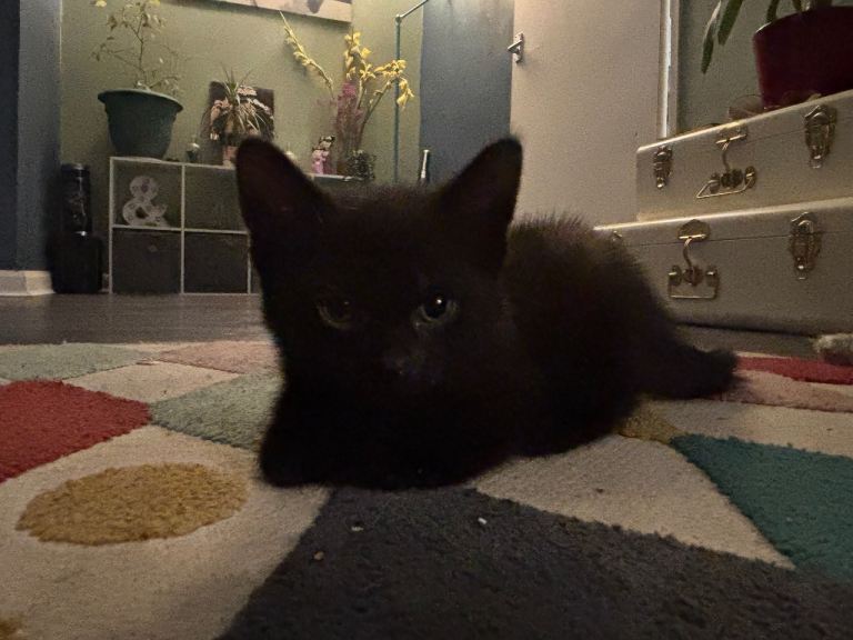 3 beautiful mixed kittens for sale 