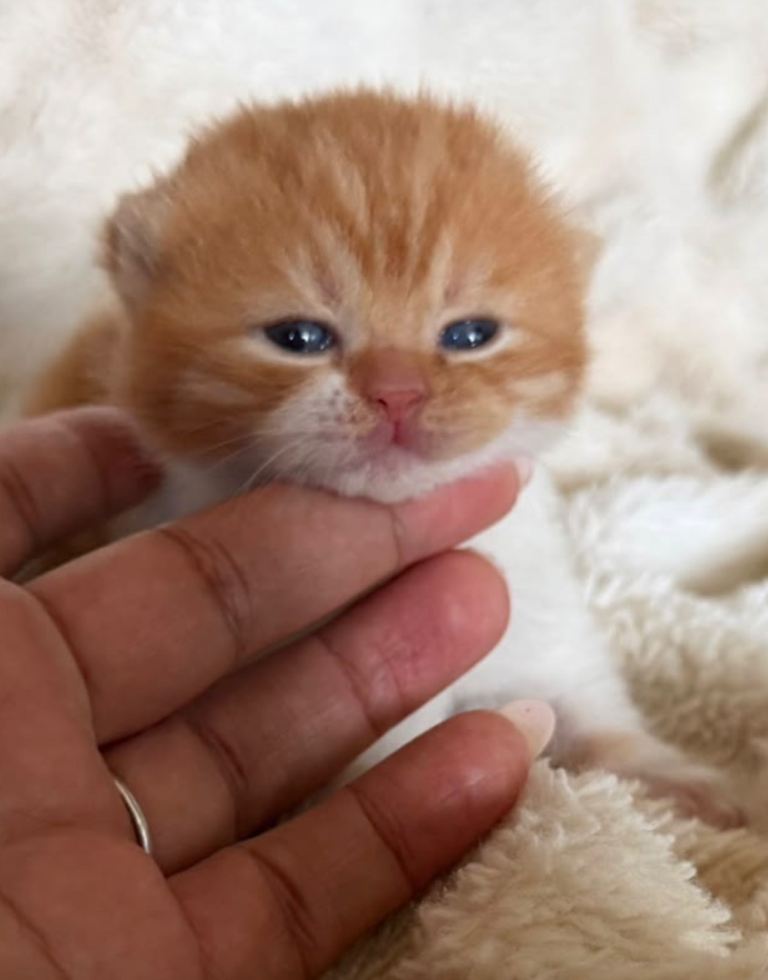 Exceptional GCCF British Shorthair kittens