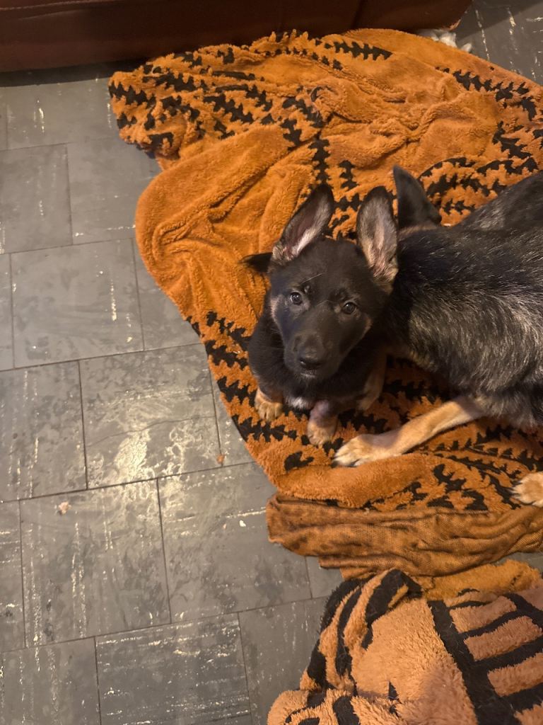 German Shepherd puppy 