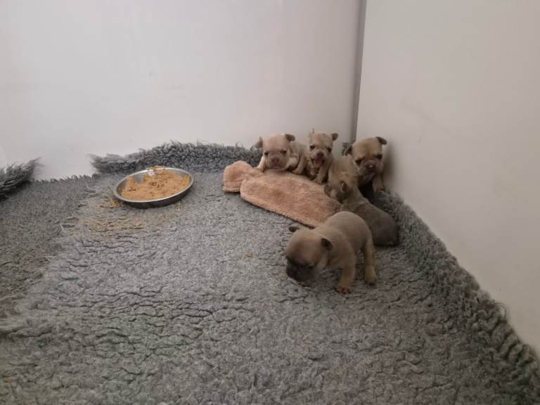 French Bulldog Kc Puppies 