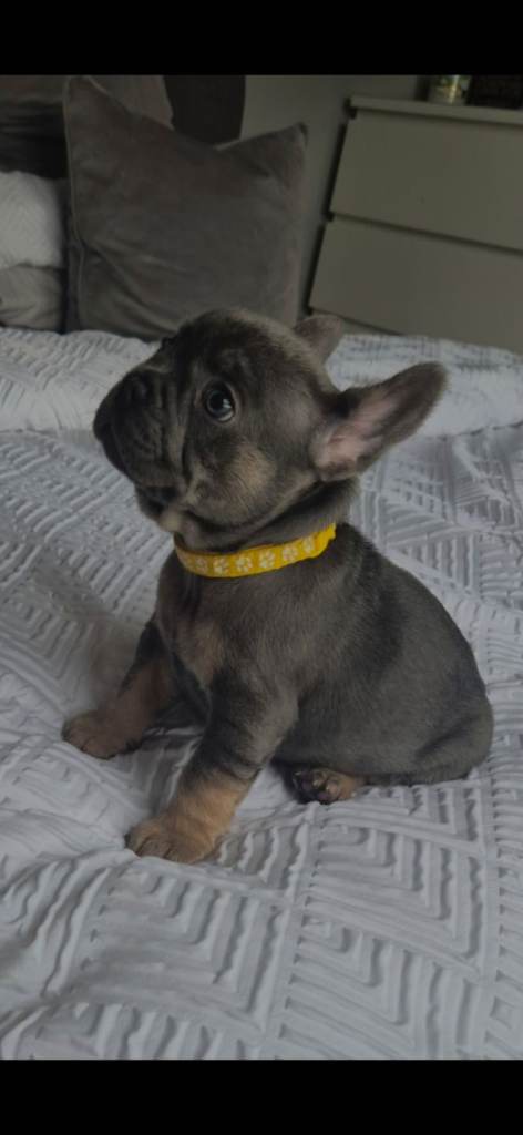 Beautiful french bulldog puppy