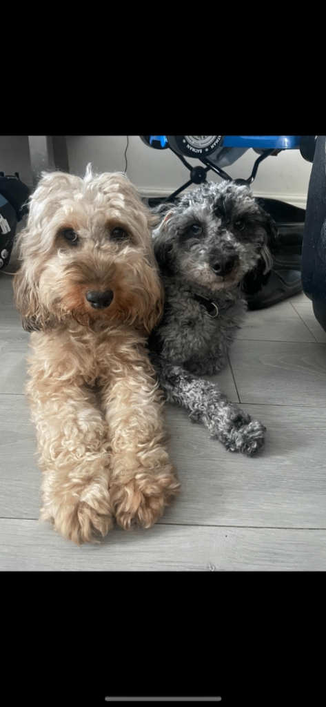 Stunning miniature F1B cockapoos!