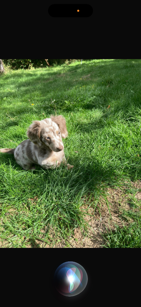 Isabella dapple dachshund puppies 