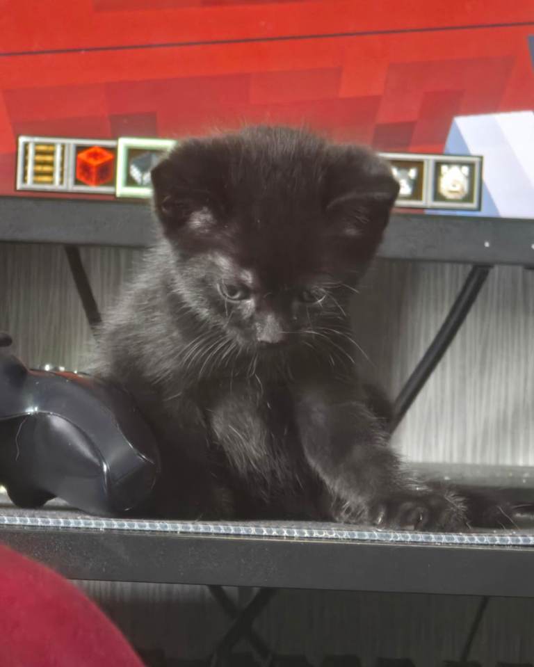 3 kittens for sale