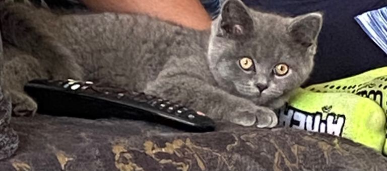 Male indoor cat 10months old